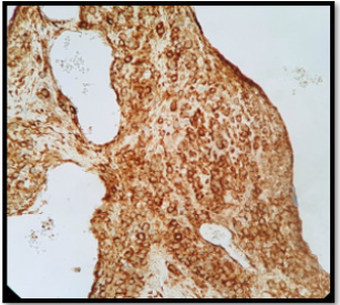 Biomedical Science &, Research Biomedical Science &, Research