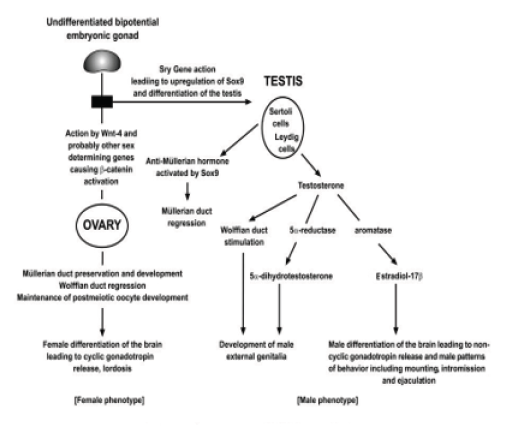 Biomedical Science &, Research Biomedical Science &, Research