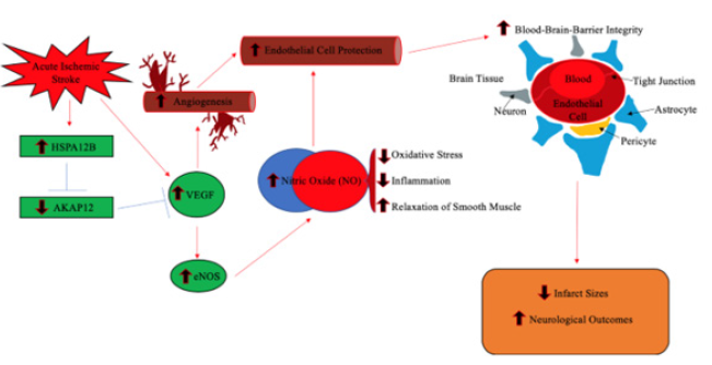 Biomedical Science &, Research Biomedical Science &, Research