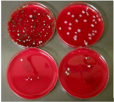 Biomedical Science &, Research Biomedical Science &, Research