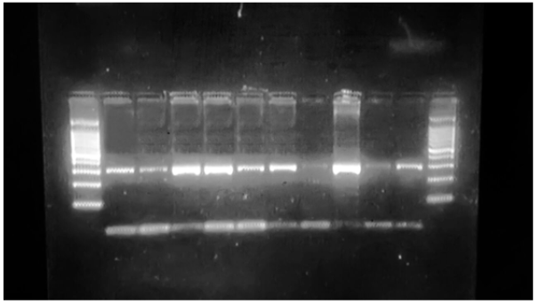 Biomedical Science &, Research Biomedical Science &, Research