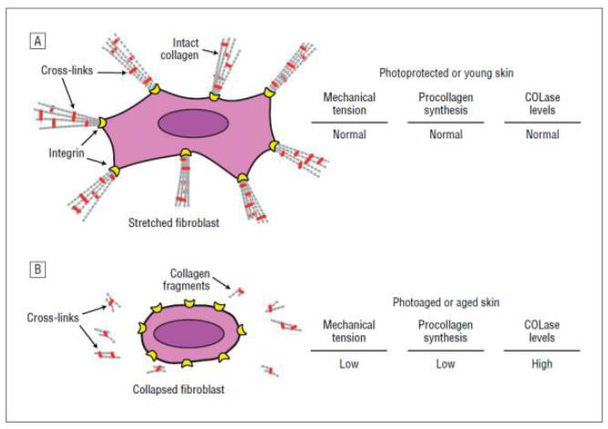 Biomedical Science &, Research Biomedical Science &, Research