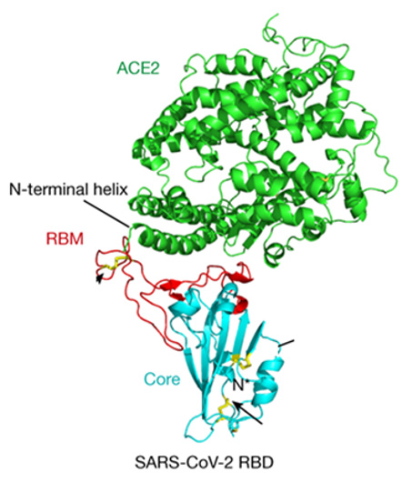Biomedical Science &, Research Biomedical Science &, Research