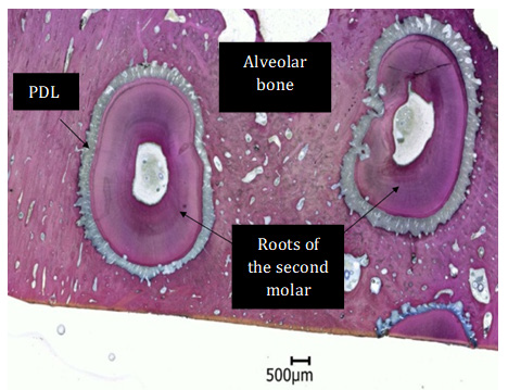 Biomedical Science &, Research Biomedical Science &, Research