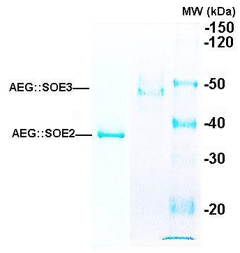 Biomedical Science &, Research Biomedical Science &, Research