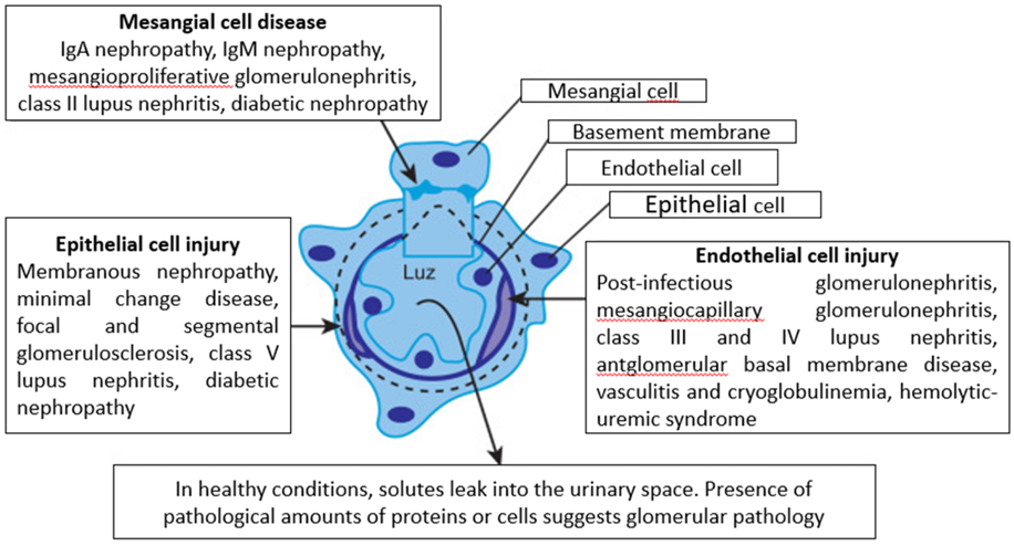 Biomedical Science &, Research Biomedical Science &, Research