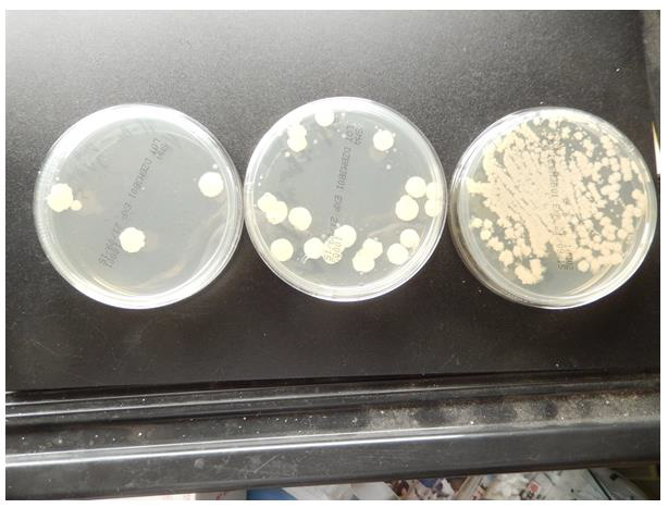 Biomedical Science &, Research Biomedical Science &, Research