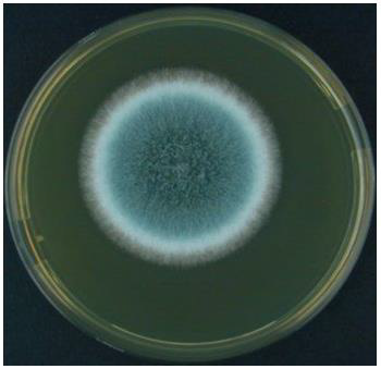 Biomedical Science &, Research Biomedical Science &, Research