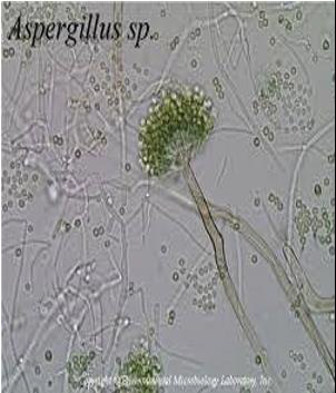 Biomedical Science &, Research Biomedical Science &, Research
