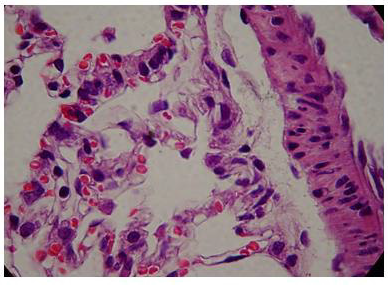 Biomedical Science &, Research Biomedical Science &, Research