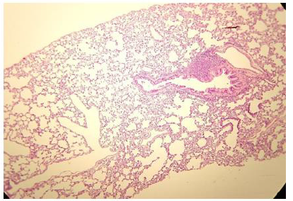 Biomedical Science &, Research Biomedical Science &, Research
