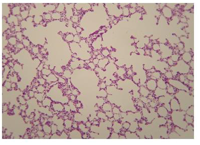 Biomedical Science &, Research Biomedical Science &, Research