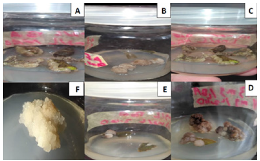 Biomedical Science &, Research Biomedical Science &, Research
