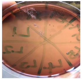 Biomedical Science &, Research Biomedical Science &, Research