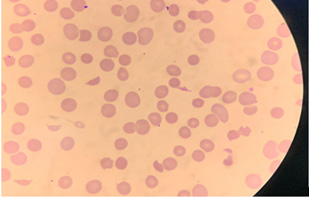 Biomedical Science &, Research Biomedical Science &, Research
