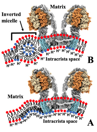 Biomedical Science &, Research Biomedical Science &, Research