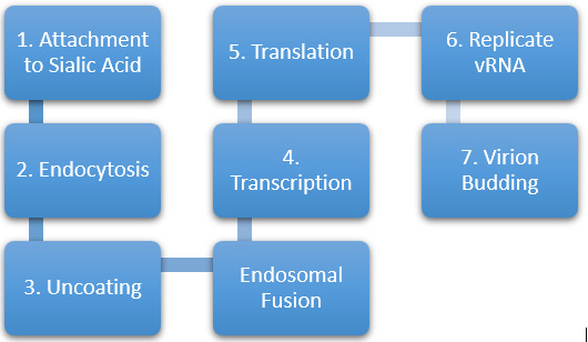 Biomedical Science &, Research Biomedical Science &, Research