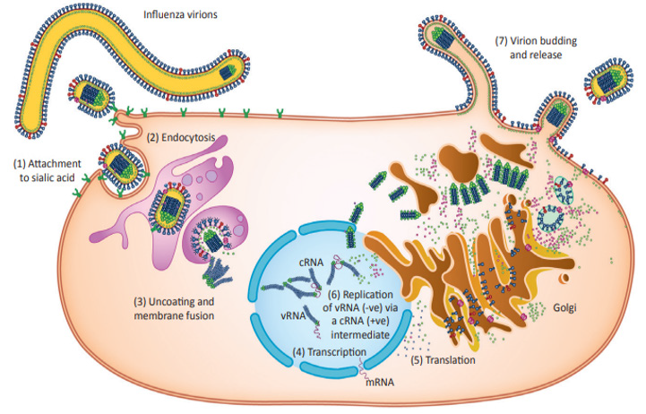 Biomedical Science &, Research Biomedical Science &, Research