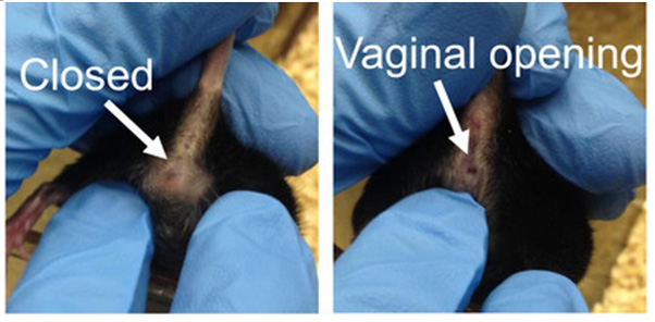 Biomedical Science &, Research Biomedical Science &, Research