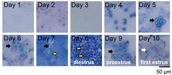 Biomedical Science &, Research Biomedical Science &, Research