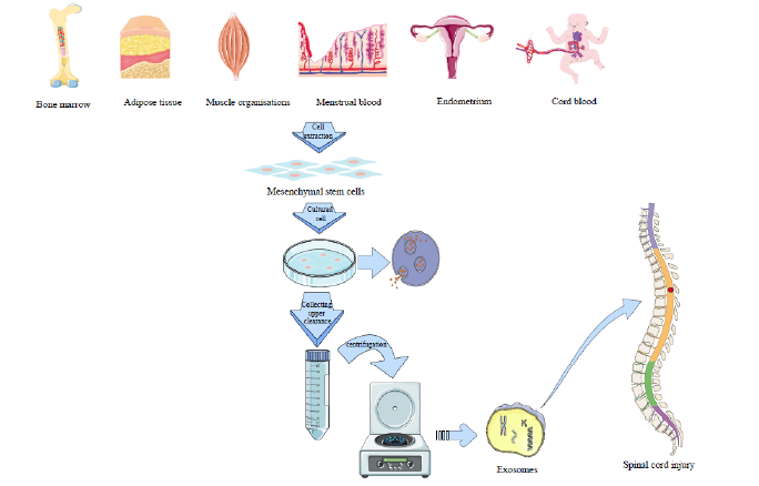 Biomedical Science &, Research Biomedical Science &, Research