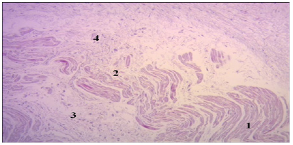 Biomedical Science &, Research Biomedical Science &, Research
