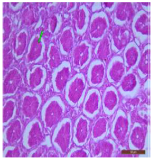 Biomedical Science &, Research Biomedical Science &, Research