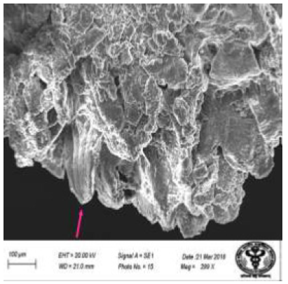 Biomedical Science &, Research Biomedical Science &, Research