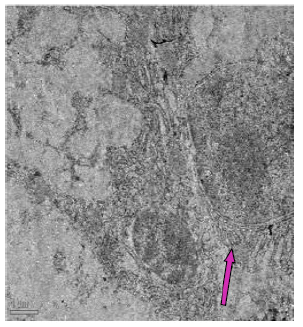 Biomedical Science &, Research Biomedical Science &, Research