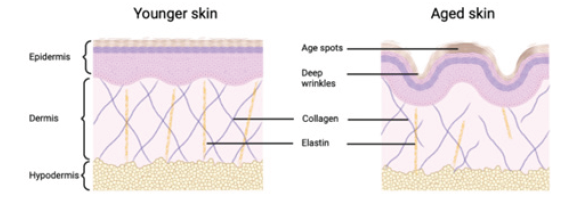 Biomedical Science &, Research Biomedical Science &, Research