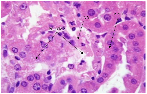 Biomedical Science &, Research Biomedical Science &, Research