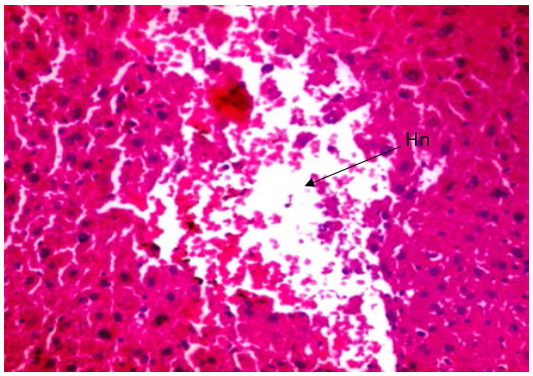 Biomedical Science &, Research Biomedical Science &, Research