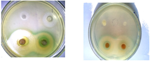 Biomedical Science & Research Biomedical Science & Research