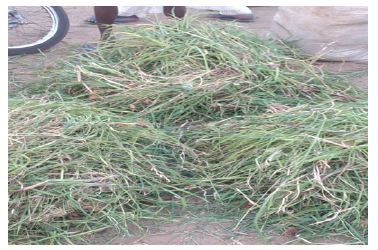 Biomedical Science & Research Biomedical Science & Research