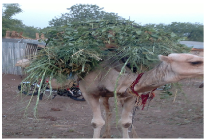 Biomedical Science & Research Biomedical Science & Research