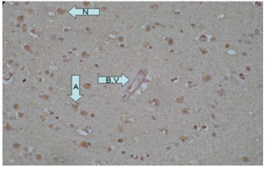 Biomedical Science &, Research Biomedical Science &, Research
