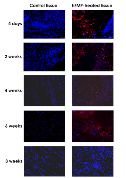 Biomedical Science &, Research Biomedical Science &, Research