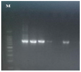 Biomedical Science &, Research Biomedical Science &, Research